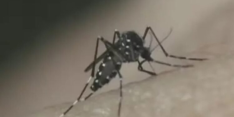 São 29.982 casos prováveis até o dia 2 de março de 2024 - Foto: Reprodução