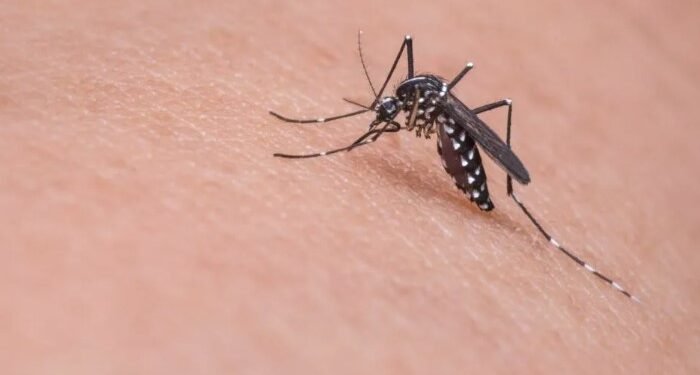 A dengue é transmitida pelo mosquito Aedes aegypti e pode evoluir para quadros graves de saúde. Pixabay