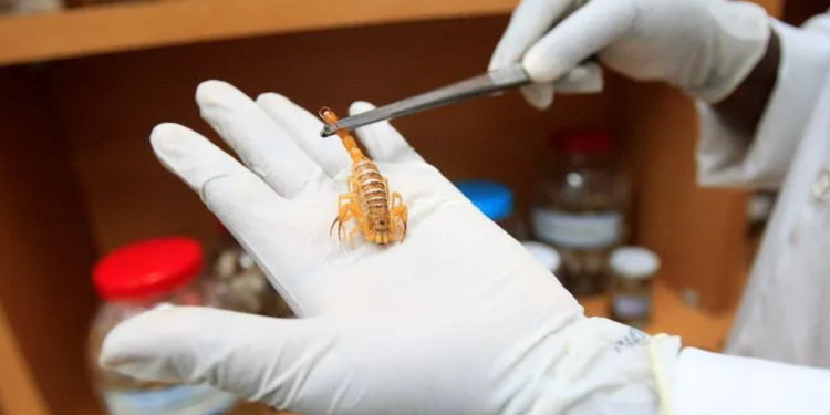 Bióloga do Ciave manuseia o mais venenoso da América do Sul - Foto: Luciano Carcará l Ag. A TARDE