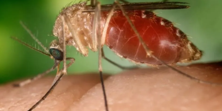 Mutuípe, Taperoá e Salvador também registraram casos da doença - Foto: Divulgação | Sesab