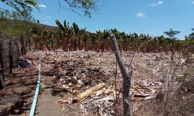 A situação de seca é mais crítica em 59 municípios baianos, onde cerca de 370 mil pessoas recebem carros-pipa - Foto: Claudio Dourado/CPT Rui Barbosa