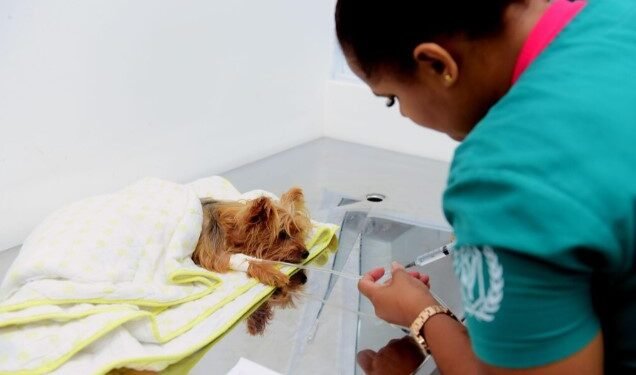 Atendimentos no Hospital Crédito: Jefferson Peixoto / Secom PMS