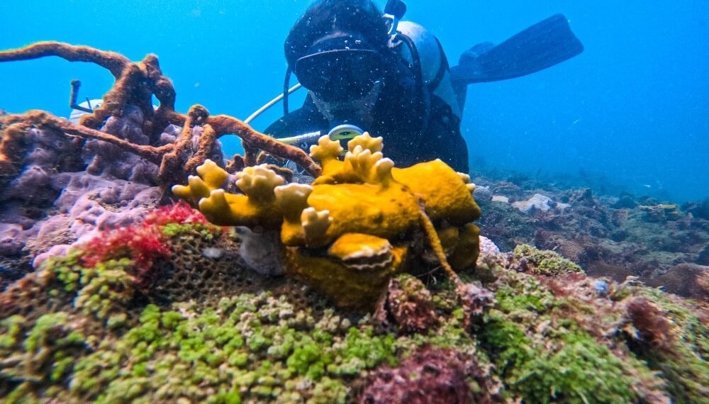 Jovens capacitados pelo Projeto Corais de Maré - Fotos: Chico Soares