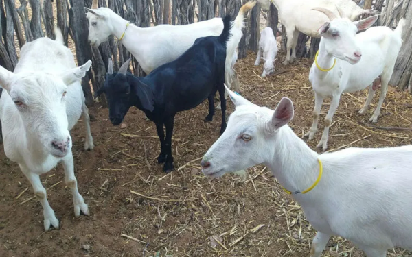 Foto: Coopercuc / Divulgação