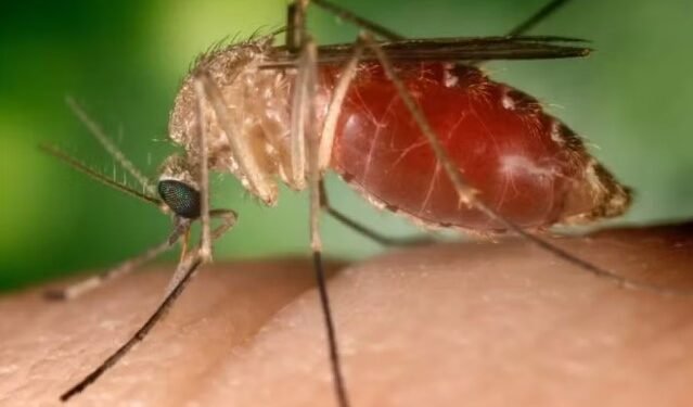 Bahia registra primeira morte confirmada por Febre Oropouche