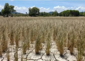 Governo reconhece situação de emergência em cidades da Bahia