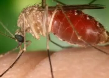 Feira de Santana confirma primeiro caso da Febre Oropouche