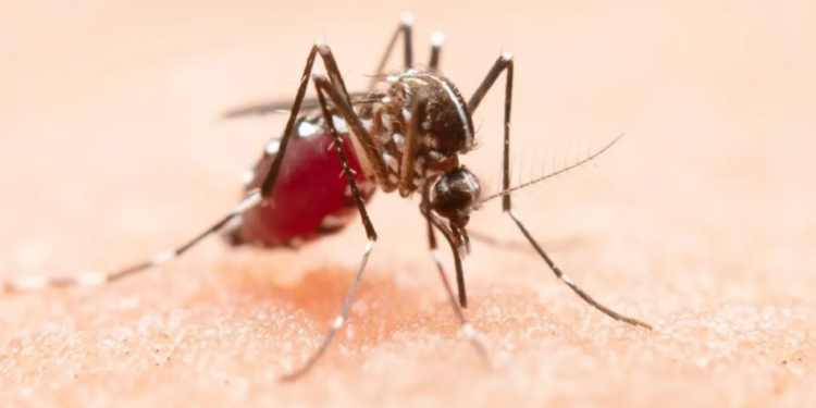 Número de mortes por dengue na Bahia sobe para 104