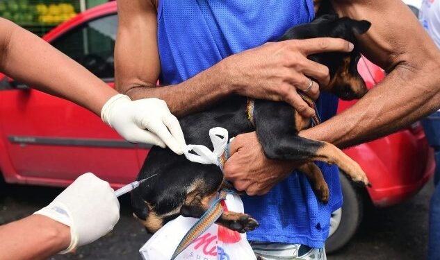 Salvador inicia campanha antirrábica nesta segunda (8)